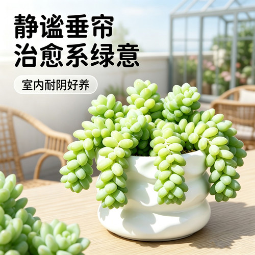 新玉缀奶油玉坠多肉植物种好