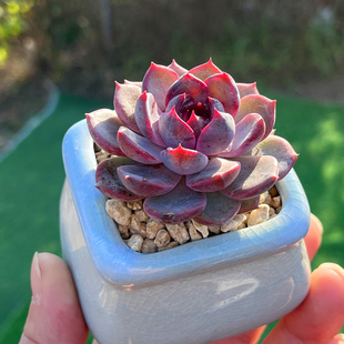 黑橙梦露 多肉植物 含陶瓷盆带土栽种好 新品稀有花卉绿植紫红色