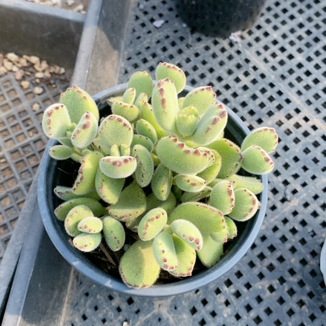 绿熊24.8,鲜花速递/花卉仿真/绿植园艺,多肉植物,淘宝优惠券,粉丝福利购,淘宝优惠卷