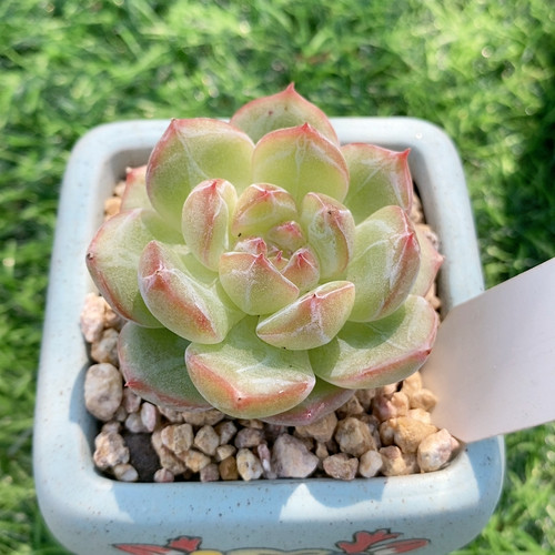 雪花珍妮13.125