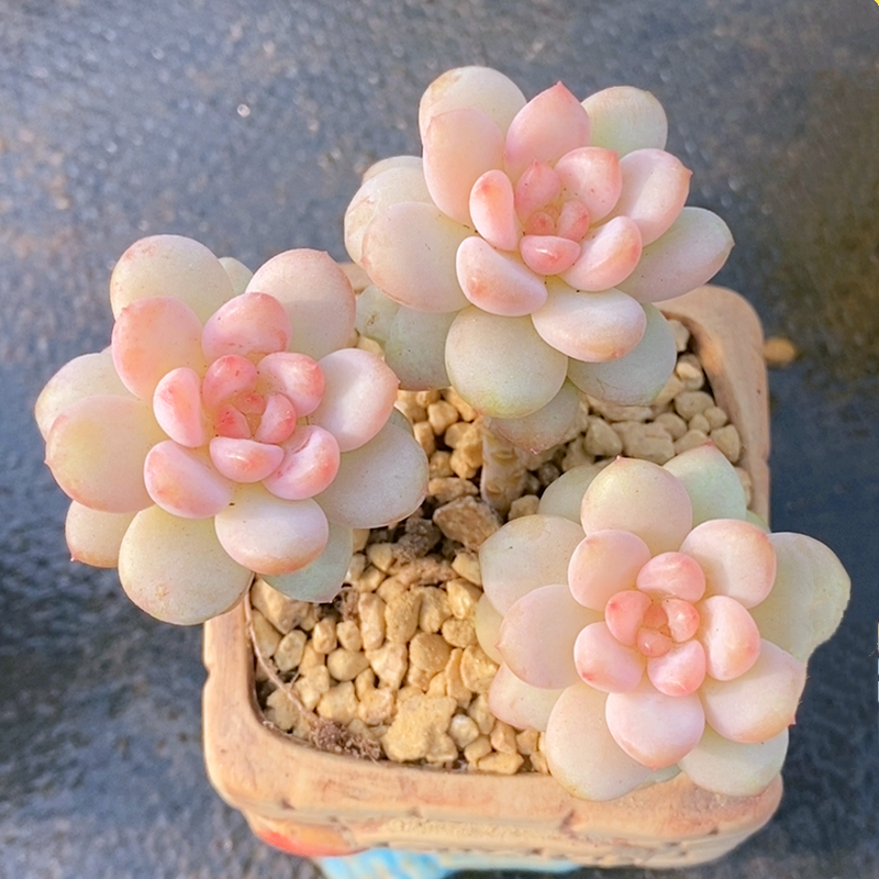 阳光玫瑰 多头群生小老桩 多肉植物奶油粉色阳台花卉盆栽绿植多肉,鲜花速递/花卉仿真/绿植园艺,多肉植物,淘宝优惠券,粉丝福利购,淘宝优惠卷