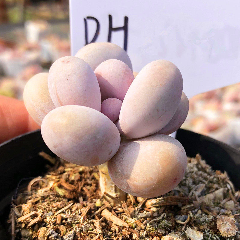 蛋黄奶酪 多头群生老桩 小贵货 超萌 多肉植物木质化杆子花卉盆栽,鲜花速递/花卉仿真/绿植园艺,多肉植物,淘宝优惠券,粉丝福利购,淘宝优惠卷