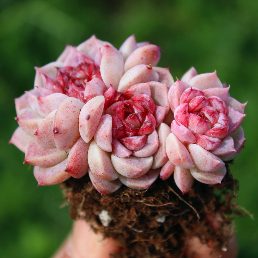 糖心天鹅绒 多头群生老桩 多肉植物 精品控养花卉含盆带土栽种好,鲜花速递/花卉仿真/绿植园艺,多肉植物,淘宝优惠券,粉丝福利购,淘宝优惠卷