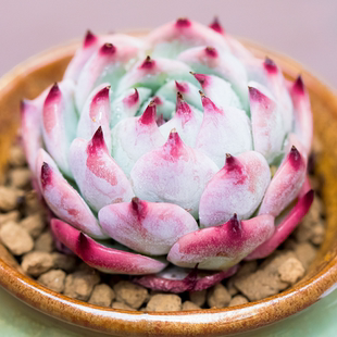 办公室内桌面肉肉小盆景盆栽花卉组合 多肉植物 吉娃娃 水蜜桃