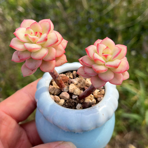 探戈锦稀有多肉植物迷你小萌物