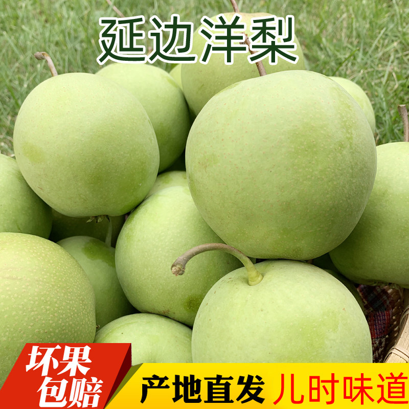 洋梨东北延边特产正宗杨梨老梨新鲜水果当季现摘现发只卖20天包邮