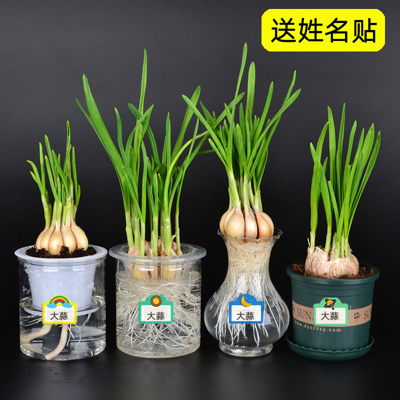 水培大蒜苗盆栽透明观察水养土培蔬菜幼儿园小学生作业植物角日记
