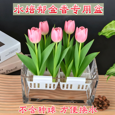 水培郁金香玻璃含定植篮方缸