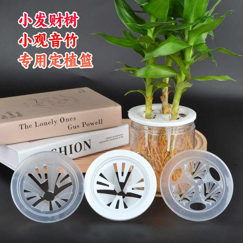 水培定植篮适合观音竹发财树红薯萝卜植物塑料固定架子盆栽控根器,鲜花速递/花卉仿真/绿植园艺,花盆,淘宝优惠券,粉丝福利购,淘宝优惠卷