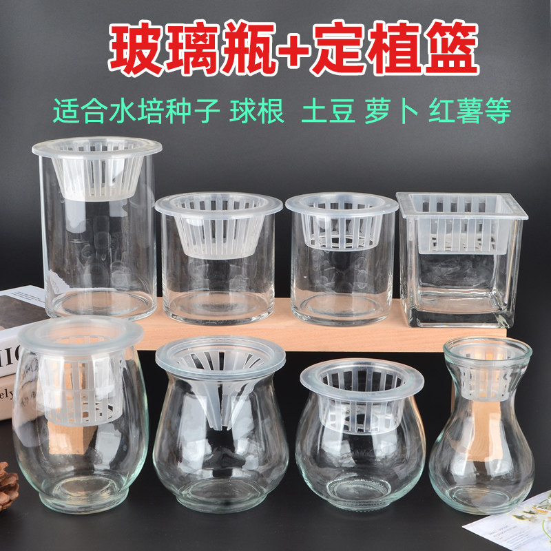 水培玻璃花瓶高清透明适合洋葱大蒜土豆红薯蔬菜豆子种球容器器皿