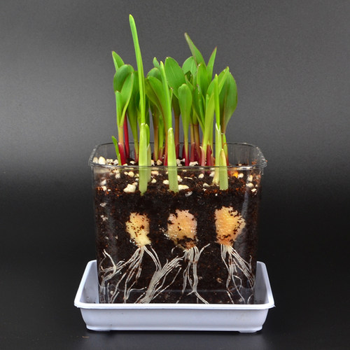 儿童透明种植观察盒盆栽工具齐全