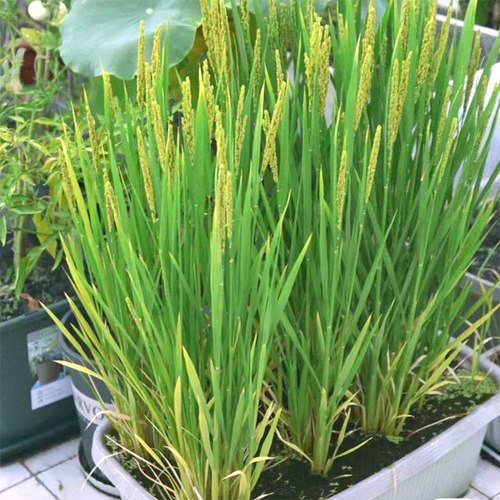 水稻种植套装观察生长