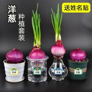水培土培洋葱盆栽苗绿植小学生幼儿园观察植物角发芽生长日记蔬菜