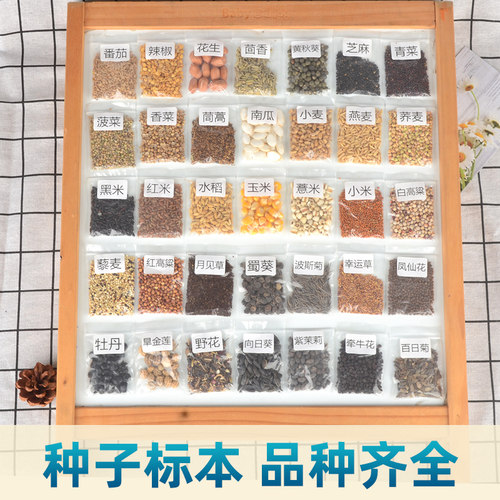 种子标本认知学习幼儿园相框装饰材科学展示陈列豆子蔬菜五谷花草