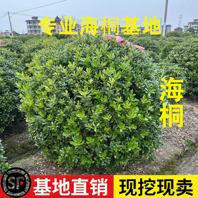 海桐树苗大小号都有四季常绿