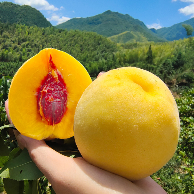 湖南炎陵黄桃脆甜红心送礼特产