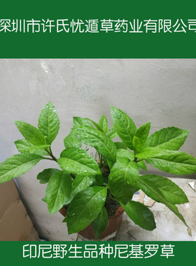 明月草新鲜叶子搭配忧遁草优盾草