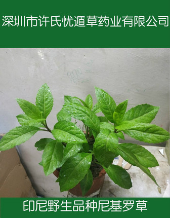 许氏尼基罗草 明月草 新鲜叶子 蛇接骨 搭配忧遁草优顿草优盾草服