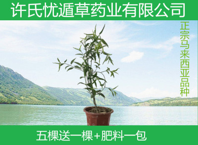 优顿草 沙巴蛇 神仙幽炖尤吨忧循憂遁盾鳄嘴花黎苗汉帝 1棵鲜干叶