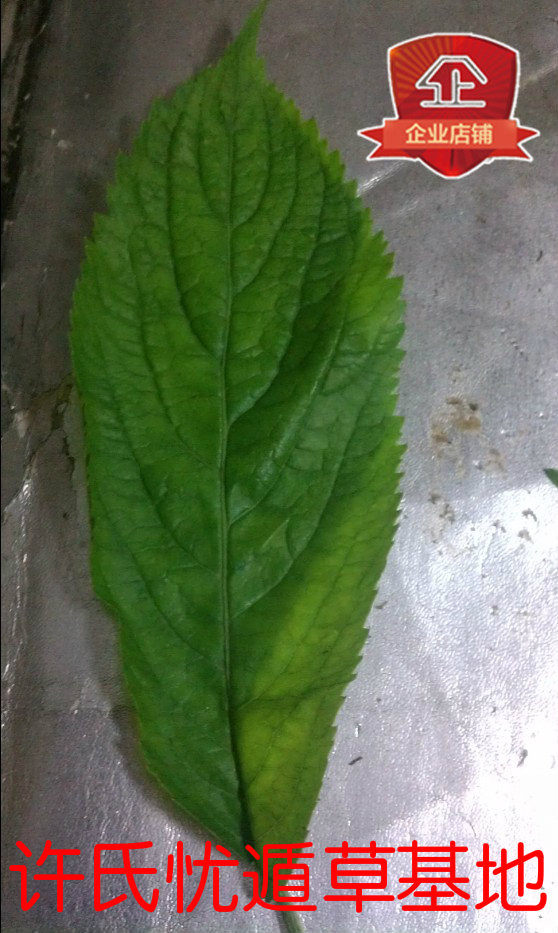 七星剑又名黑面将军新鲜叶子 花叶 搭配优盾草  草药 50片