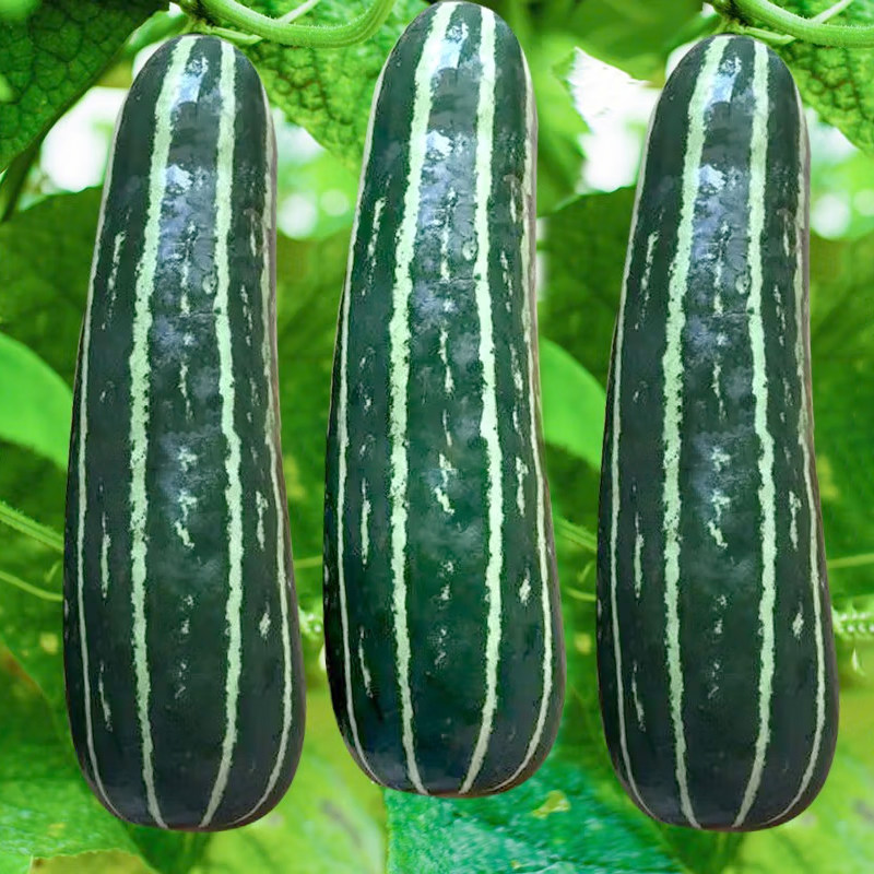 花皮烧瓜爽口菜瓜种子脆瓜甜脆嫩稍瓜孑四季春季蔬菜酥梢水果种籽,鲜花速递/花卉仿真/绿植园艺,家庭园艺种子,淘宝优惠券,粉丝福利购,淘宝优惠卷