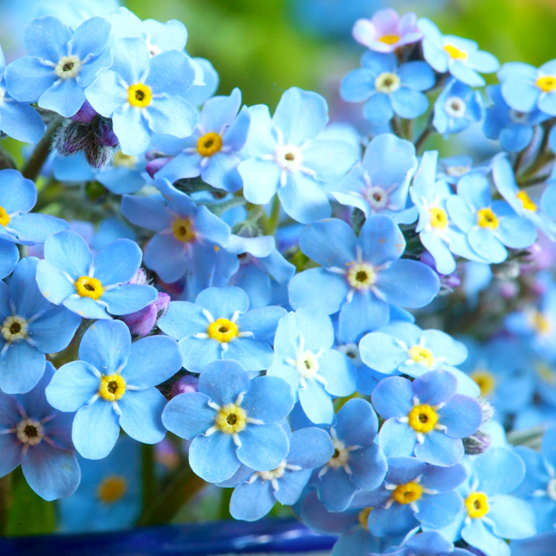 勿忘我四季易活盆栽种子籽