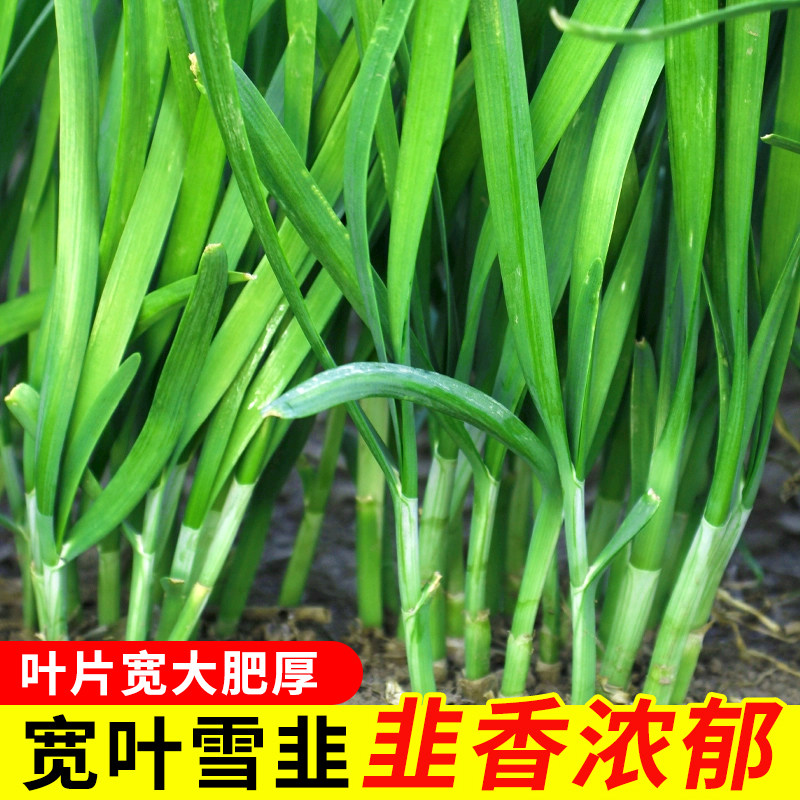 山东雪韭韭菜种子宽叶种籽孑四季阳台盆栽韭菜紫根根苗蔬菜籽种,鲜花速递/花卉仿真/绿植园艺,家庭园艺种子,淘宝优惠券,粉丝福利购,淘宝优惠卷