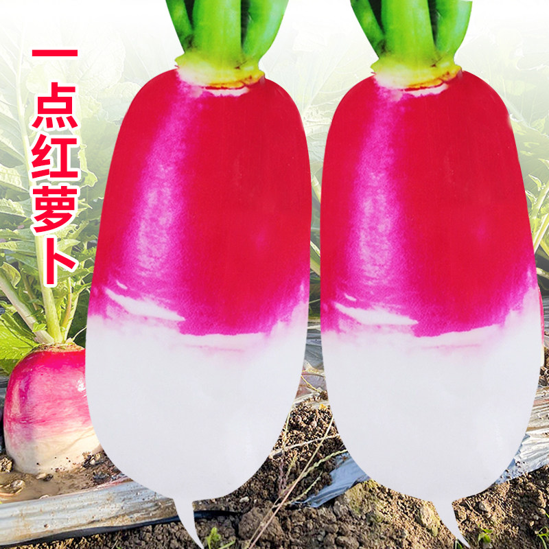 一点红萝卜种子红皮白心甜脆耐寒图片