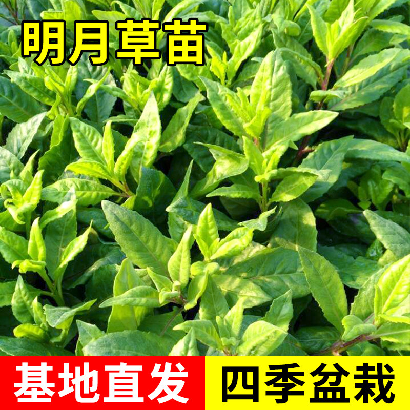 明月草苗盆栽白背菜降糖草神仙草蔬菜种植食用植物白子菜金鸡毛草