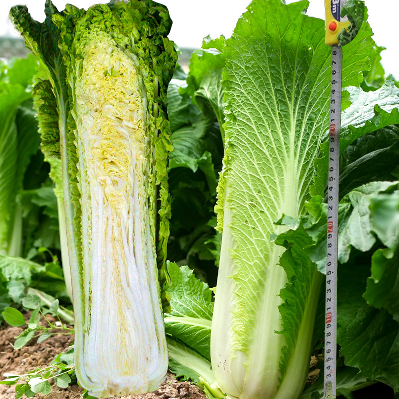 天津青麻叶大白菜种子抗病高产青口白菜种籽秋冬季四季菜籽蔬菜孑