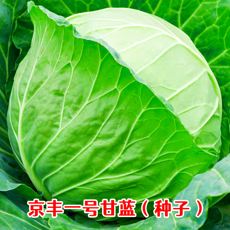 京丰一号甘蓝种子春秋种籽大田高产四季蔬菜孑包菜卷心菜籽种菜种