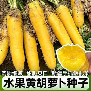 黄胡萝卜种子齐头黄老品种新疆手抓饭配菜甜脆水果胡罗卜籽种秋季