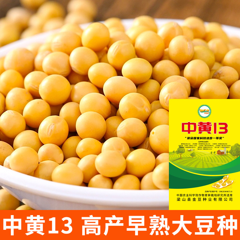 中黄13大豆种子黄豆籽大田农科院图片