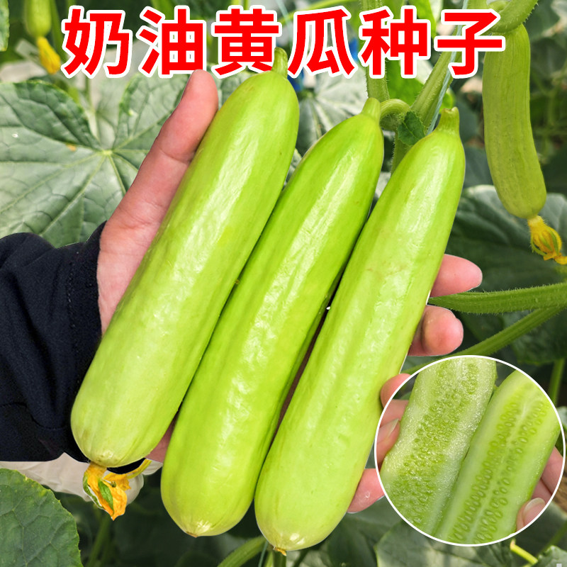 奶油白玉黄瓜种子种籽青瓜水果黄瓜苗秧苗夏秋四季籽种蔬菜孑大全图片