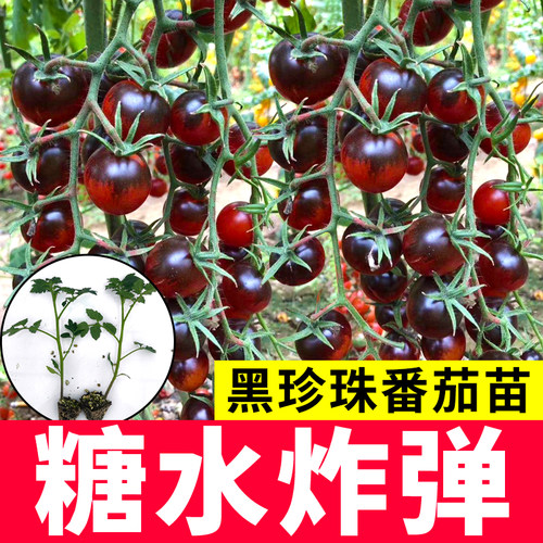 番茄种苗糖水炸弹普罗旺斯四季种