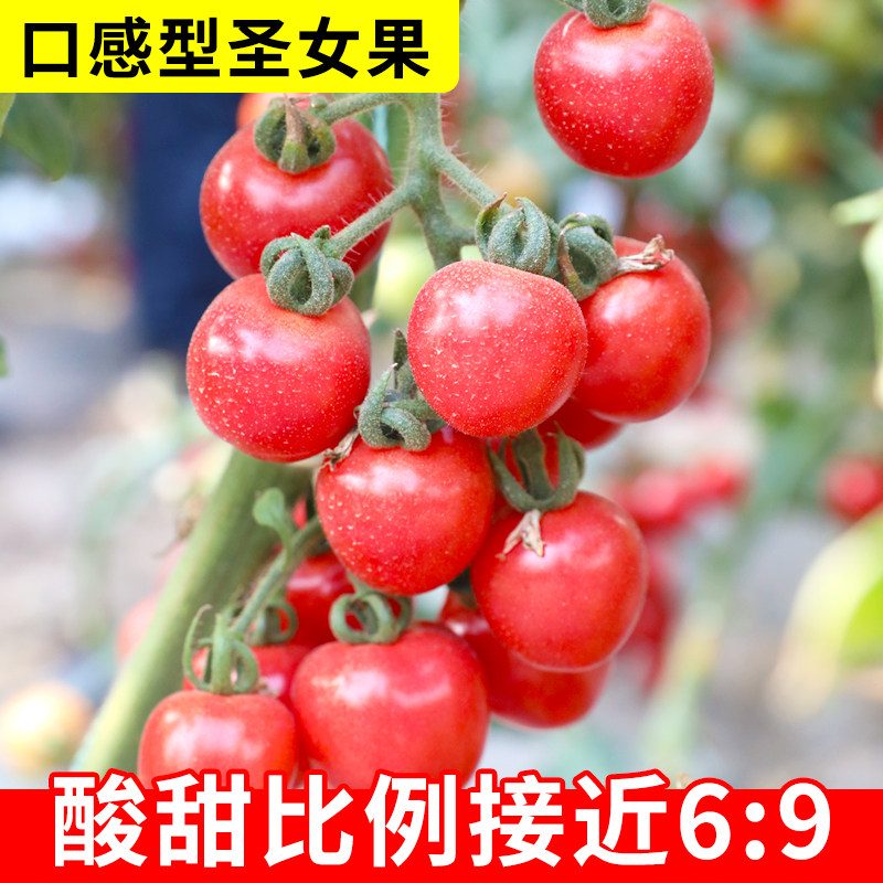 圣安妮圣女果种子苗口感酸甜好吃阳台四季盆栽小蕃茄种籽秧孑菜苗