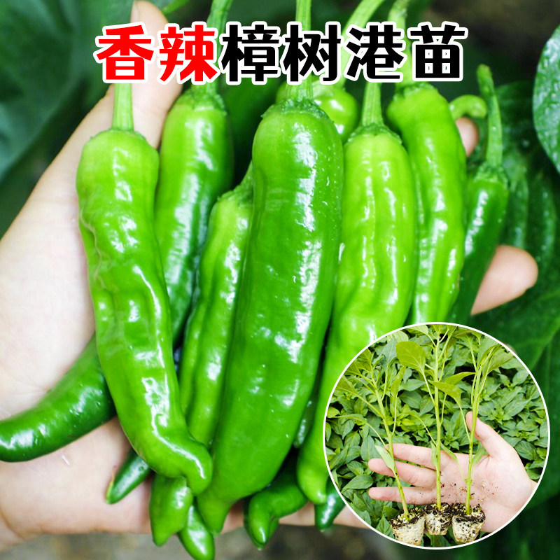 正宗樟树港辣椒种子种籽孑苗岳阳特产樟树港湖南秧高产夏季秧苗