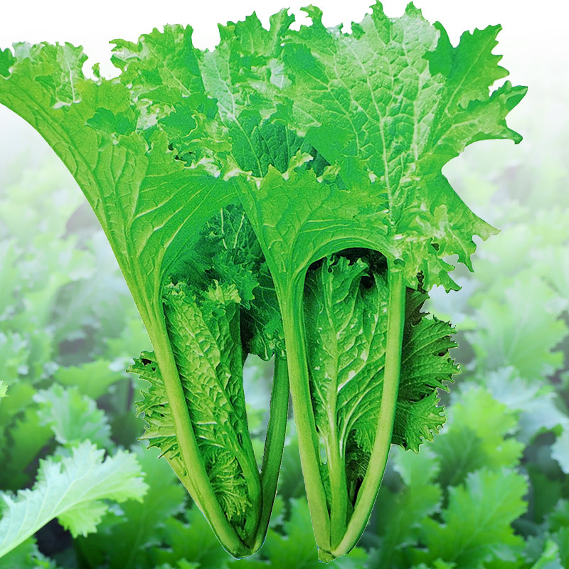 广东香芥菜种子种籽孑盆栽四季蔬菜芥菜种青菜秋播香叶饺子菜菜籽