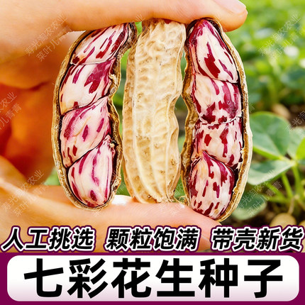 七彩花生种子云南原种老品种超高产薄壳花皮水果花生籽种带壳新货