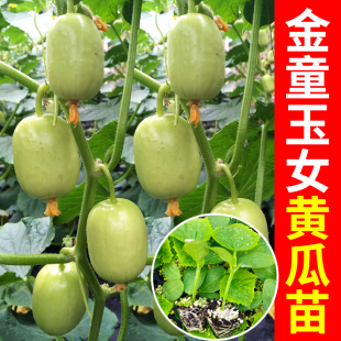 寿光金童玉女拇指水果小黄瓜苗旱大种子种籽四季 盆栽菜苗高产秧苗