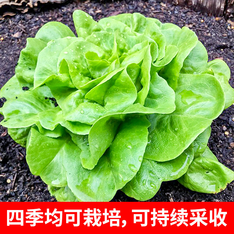 奶油生菜种子四季水培种籽沙拉小白菜耐热盆栽蔬菜孑青菜大全菜籽
