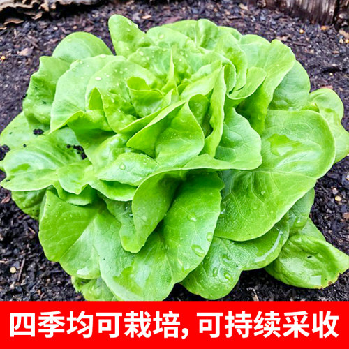 四季奶油生菜种子阳台盆栽小白菜