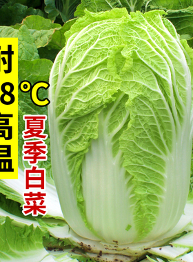 耐热大白菜种子夏阳白菜籽种早熟50抗热耐高温高产夏种秋播蔬菜籽