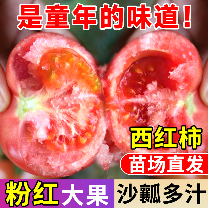 普罗旺斯早熟高产番茄沙瓤