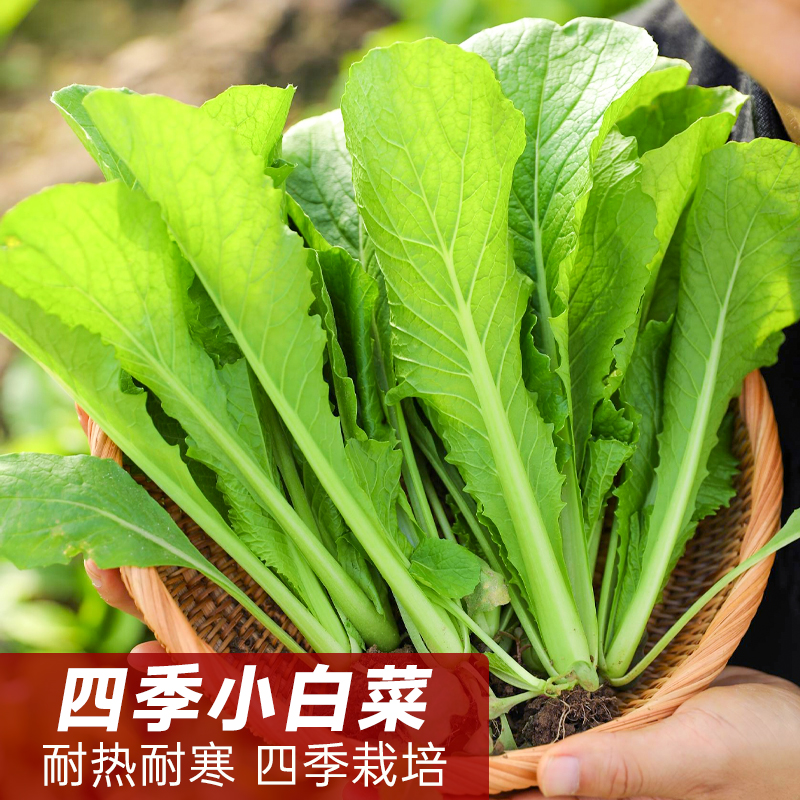 四季小白菜籽青梗阳台盆栽蔬菜孑