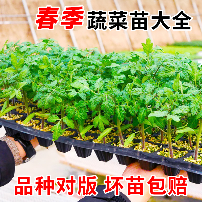 寿光蔬菜苗辣椒苗小番茄西红柿黄瓜四季菜苗茄子丝瓜西瓜甜瓜秧苗