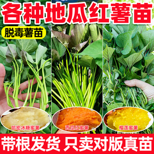 地瓜苗秧带根红薯苗西瓜红榴莲密薯苗济薯紫薯秧苗老品种脱毒薯苗