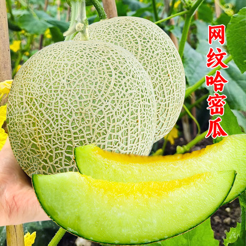 甜瓜种子苗秧苗网纹甜瓜种籽香瓜哈密瓜孑四季播水果美琪美花橙蜜