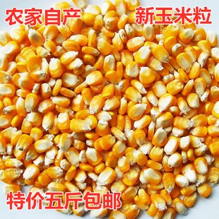 特价包邮当季新玉米粒农家自产散装玉米老玉米大粒玉米五谷杂粮