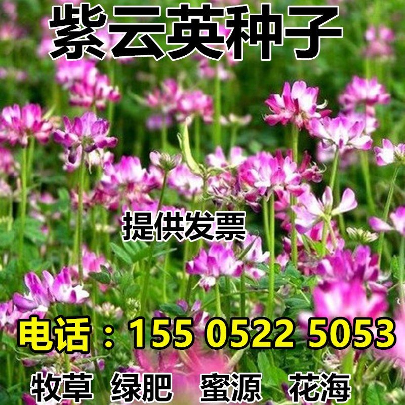 紫苜蓿蜂蜜蜜源植物紫花苜蓿什么时候开花 紫苜蓿分布 蜂蜜百科常识网